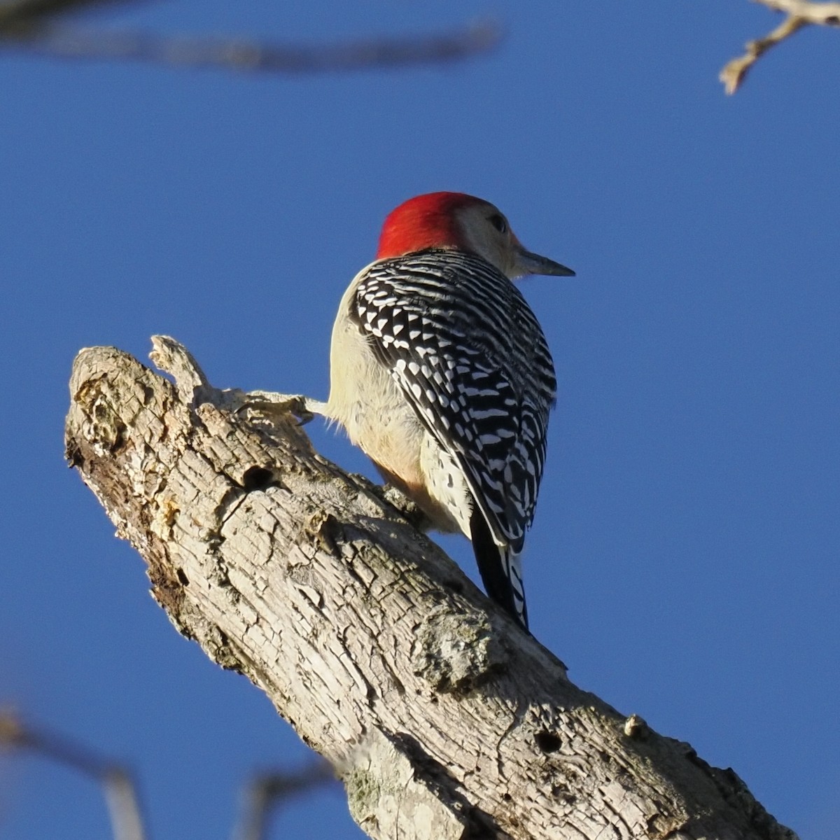 Red-bellied Woodpecker - ML647390721