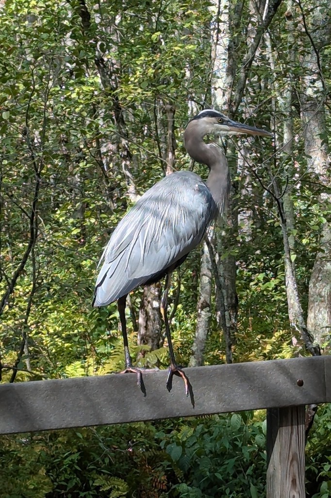 Koartza hauskara amerikarra - ML647390726