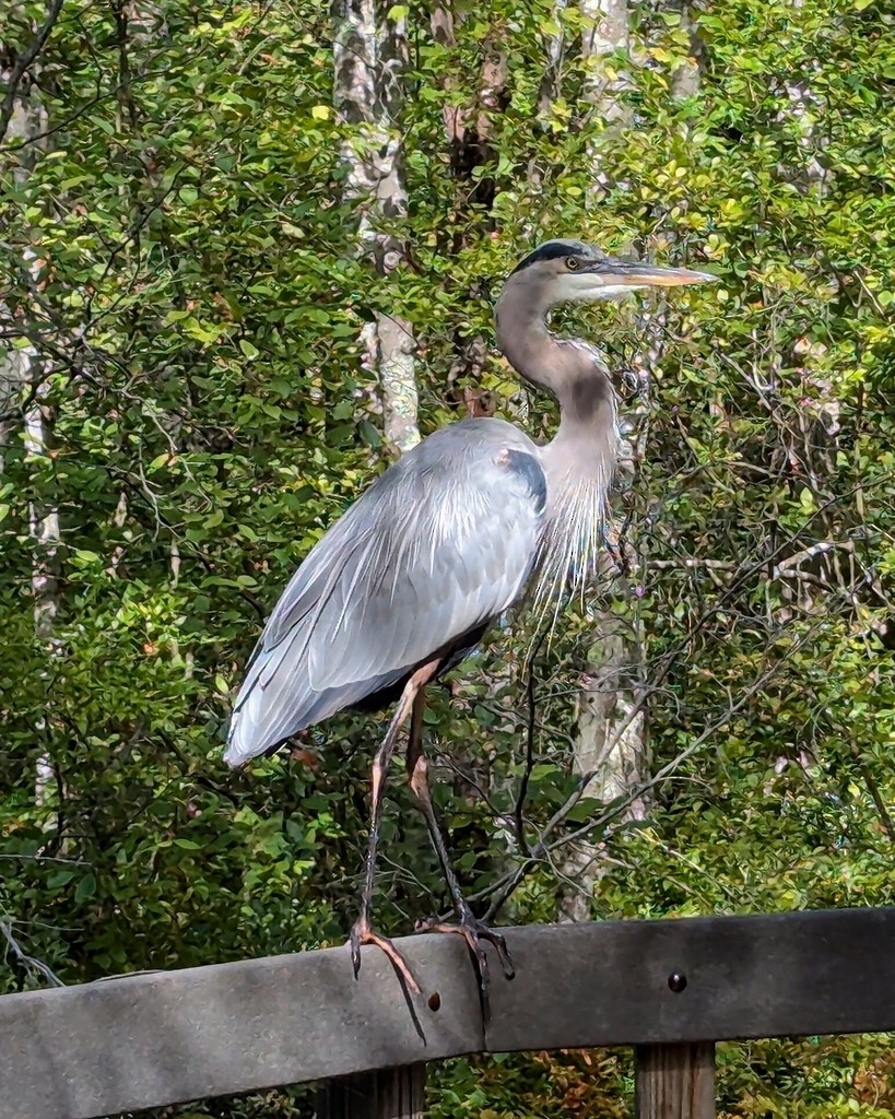 Koartza hauskara amerikarra - ML647390727