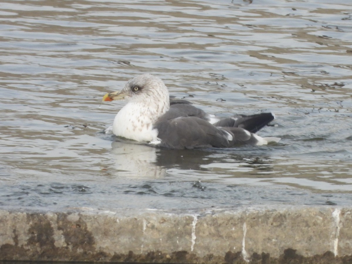 Kaio iluna - ML647390744