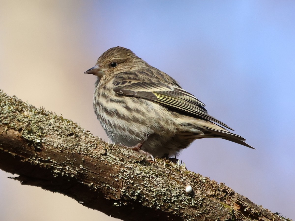 Pine Siskin - ML647390746
