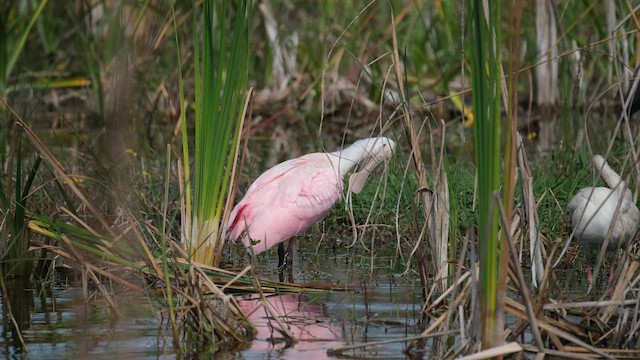 Espátula Rosada - ML647390750