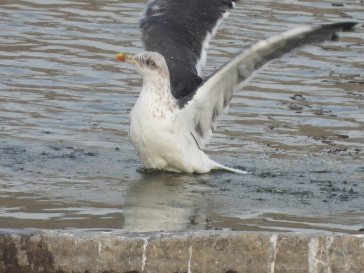 Kaio iluna - ML647390752