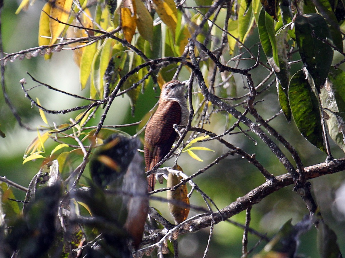 Banded Bay Cuckoo - ML647390753