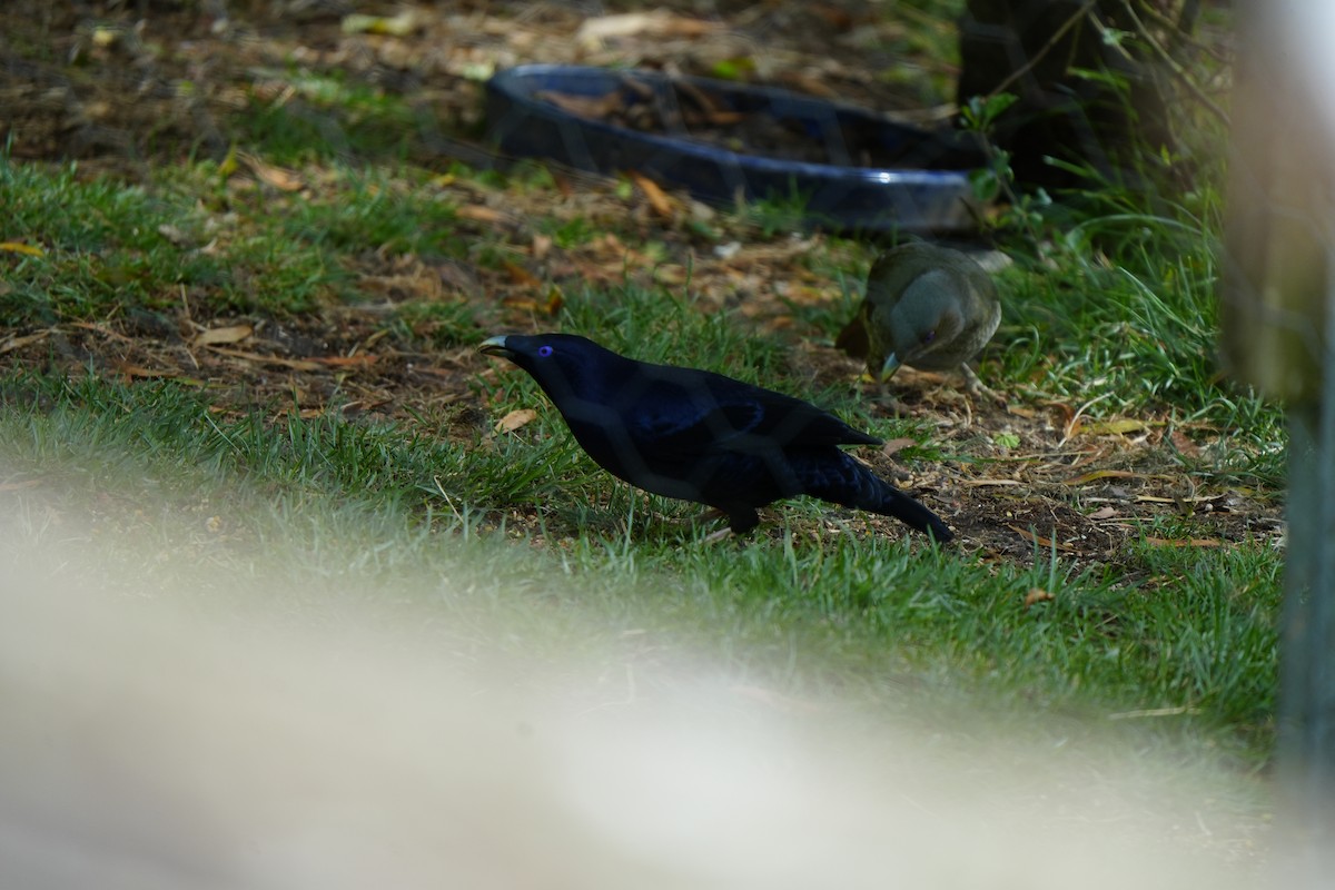 Satin Bowerbird - ML647390764