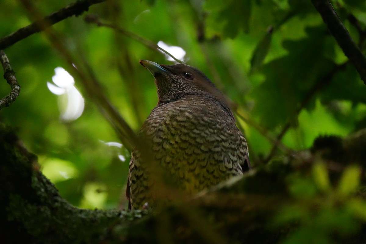 Satin Bowerbird - ML647390765