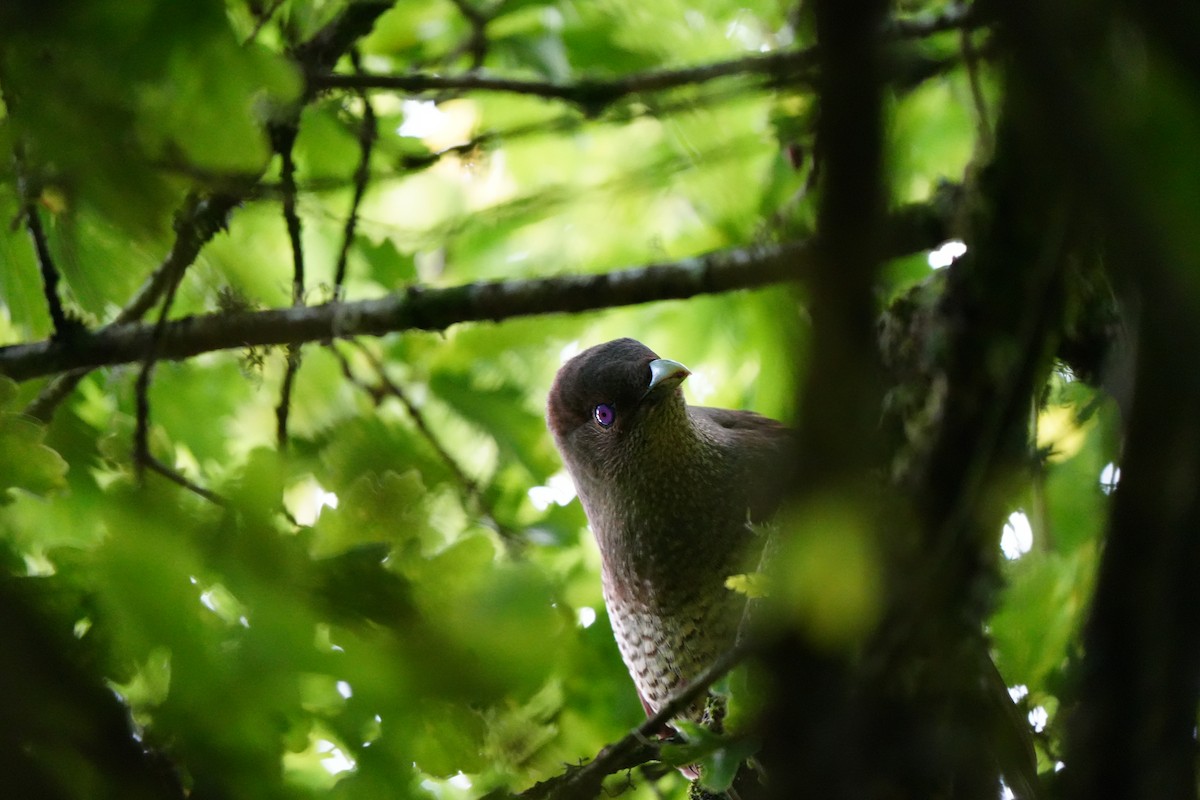 Satin Bowerbird - ML647390766