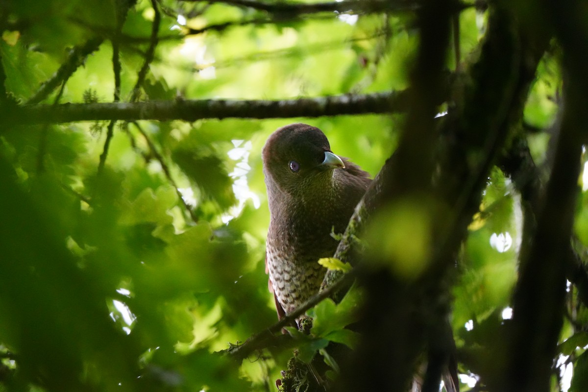 Satin Bowerbird - ML647390767
