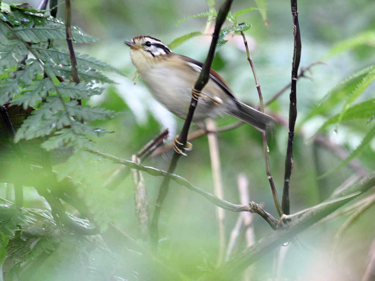 Rufous-winged Fulvetta - ML647390769