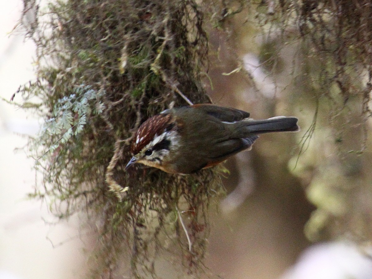 Rufous-winged Fulvetta - ML647390770