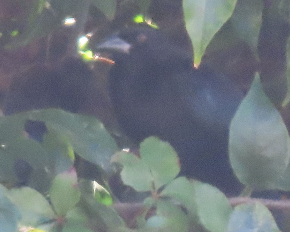 Красноглазый трупиал - ML647390772