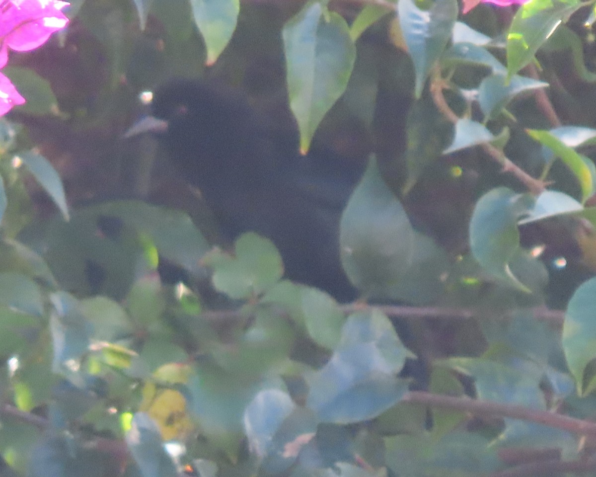 Красноглазый трупиал - ML647390773