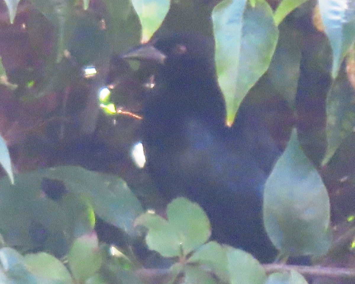 Красноглазый трупиал - ML647390774