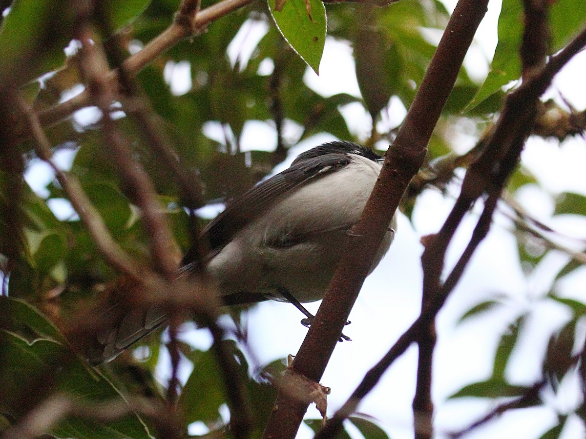 Black-backed Sibia - ML647390782