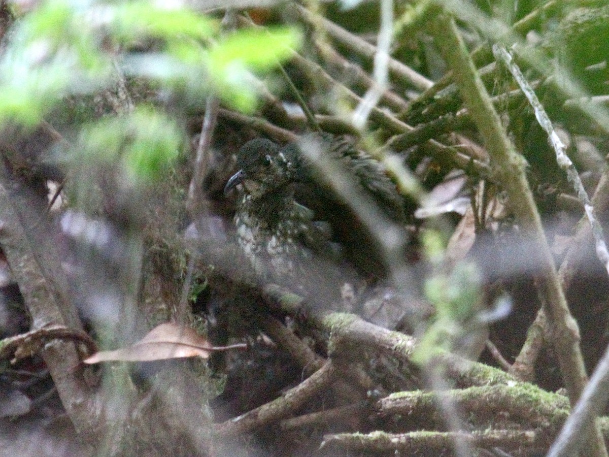 Dark-sided Thrush - ML647390785