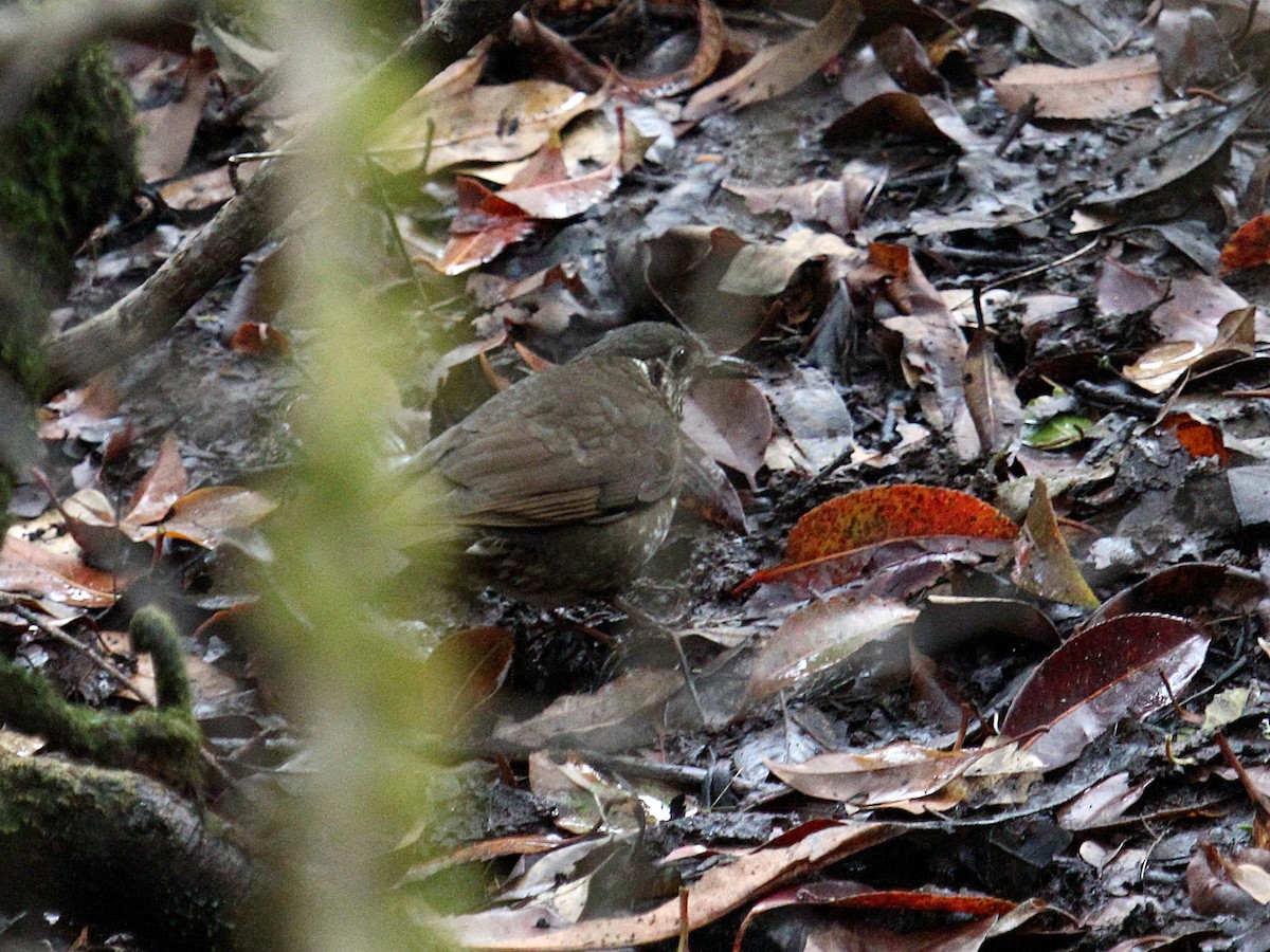 Dark-sided Thrush - ML647390787