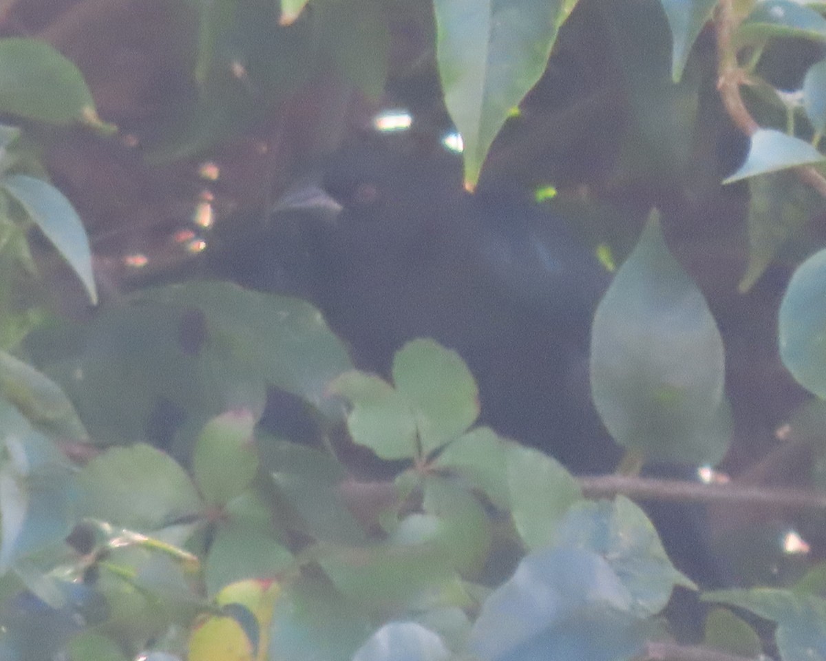 Красноглазый трупиал - ML647390794