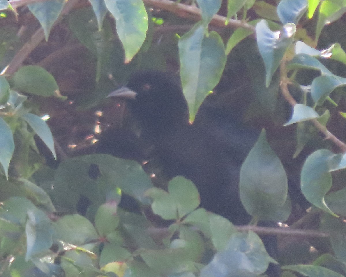 Красноглазый трупиал - ML647390795