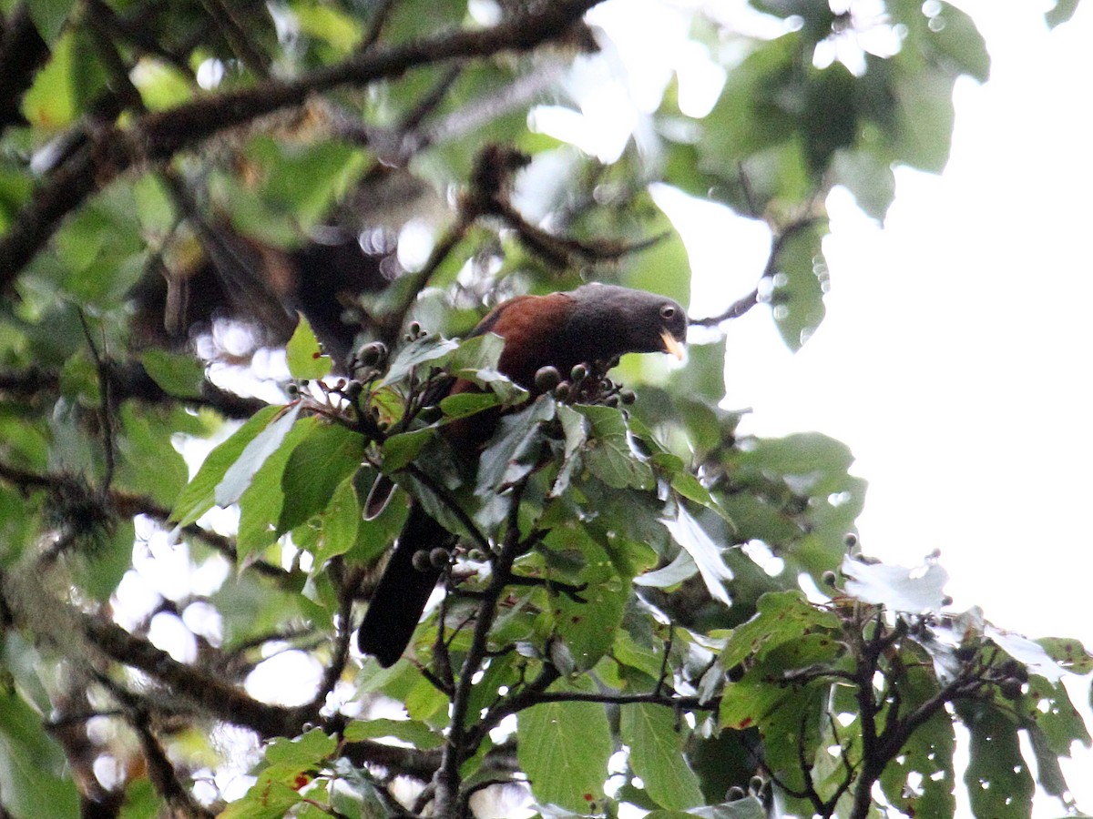Chestnut Thrush - ML647390796