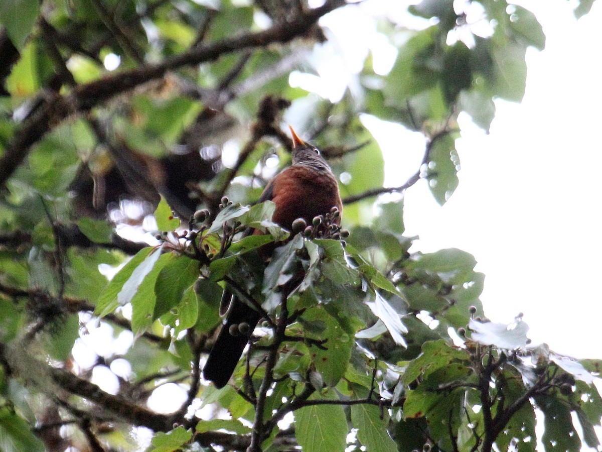 Chestnut Thrush - ML647390797