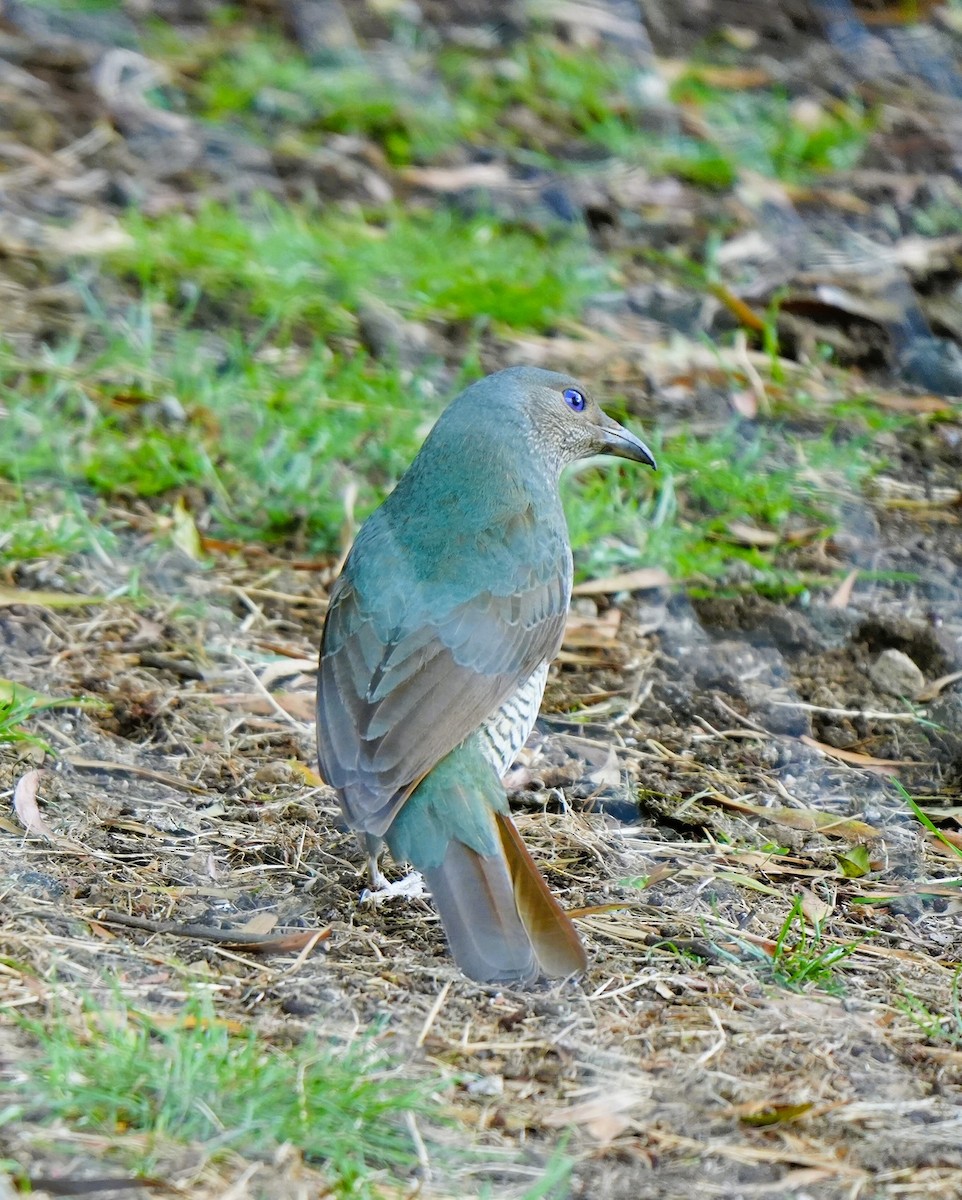 Satin Bowerbird - ML647390802