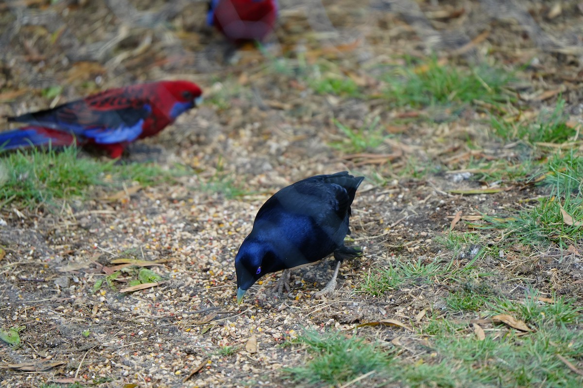Satin Bowerbird - ML647390803