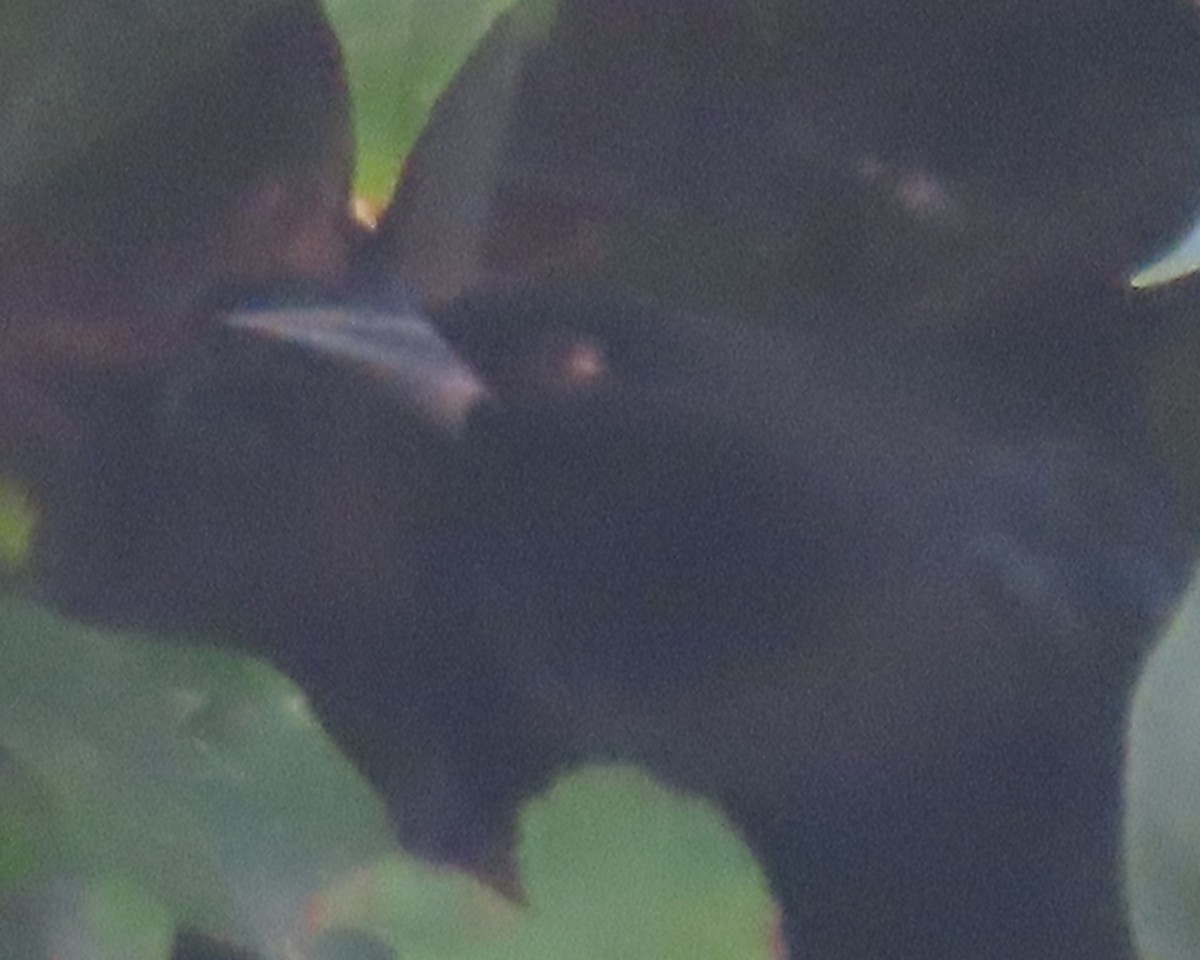 Красноглазый трупиал - ML647390804