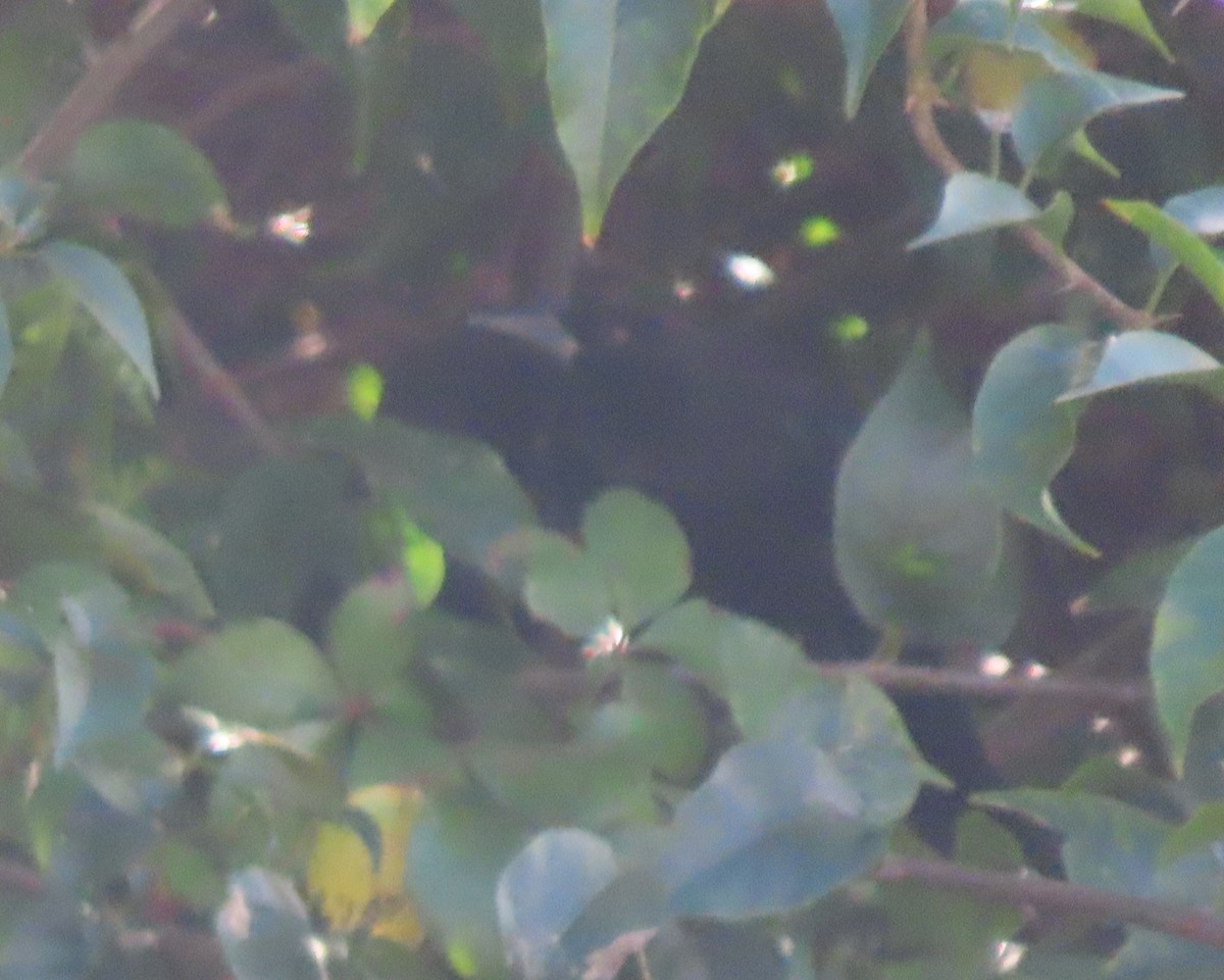 Красноглазый трупиал - ML647390805