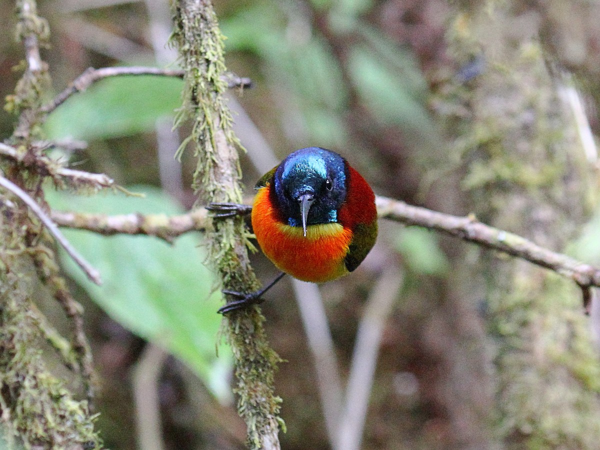 Green-tailed Sunbird (Doi Inthanon) - ML647390806