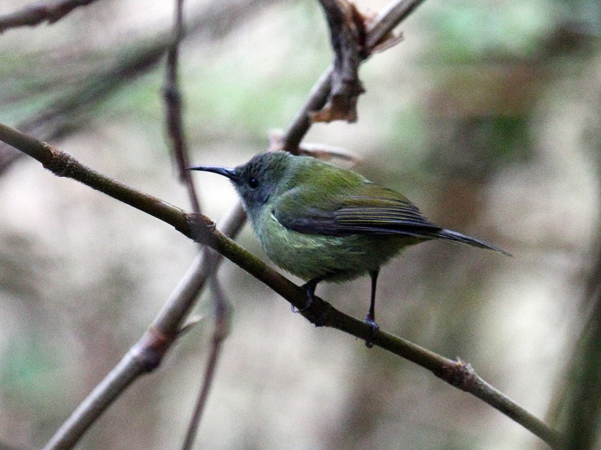 Green-tailed Sunbird (Doi Inthanon) - ML647390807