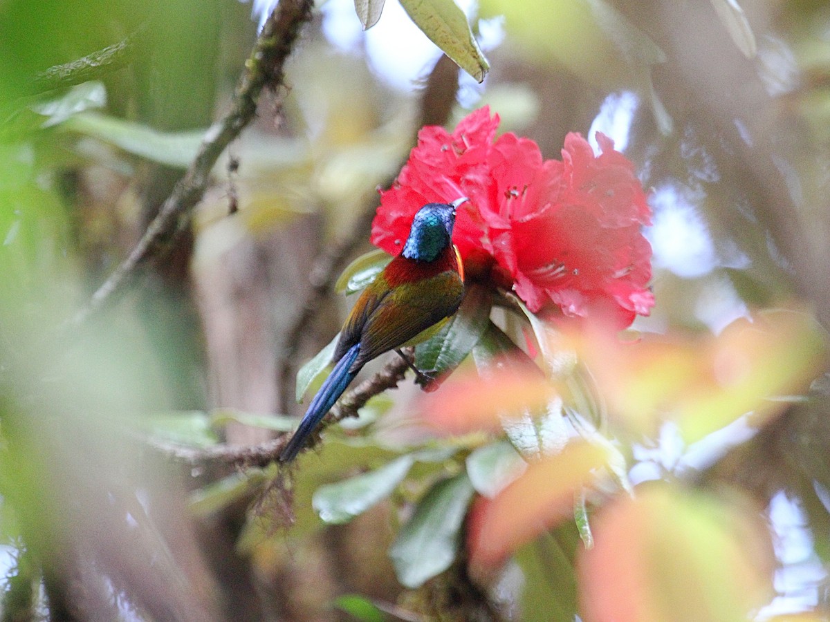 Green-tailed Sunbird (Doi Inthanon) - ML647390811