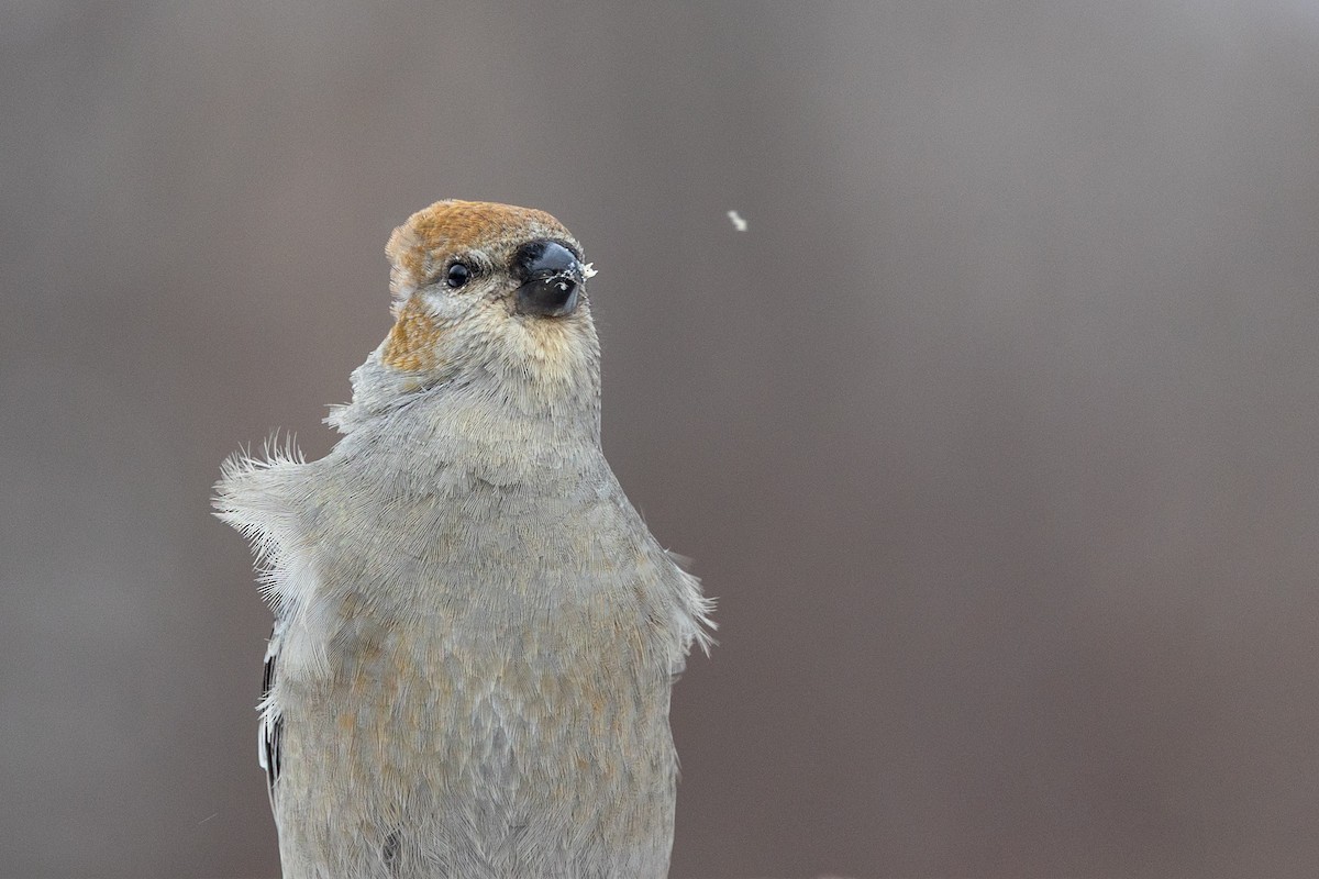 Pine Grosbeak - ML647390814