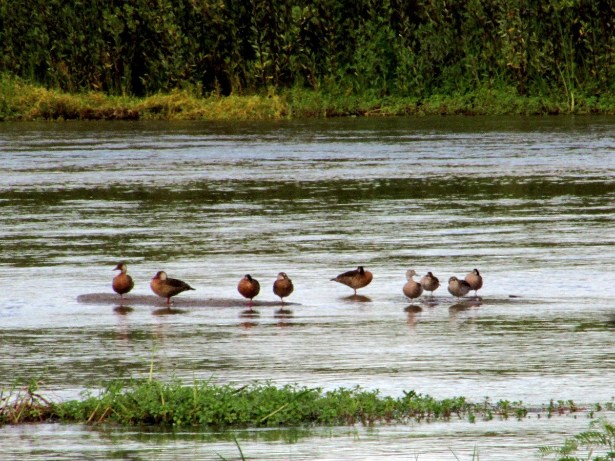 Brazilian Teal - ML647390818