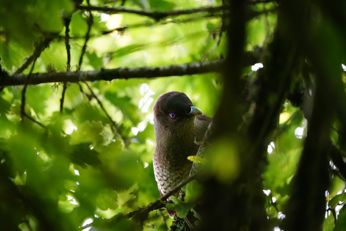 Satin Bowerbird - ML647390821