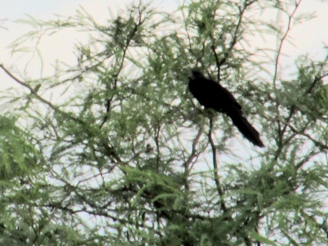 Smooth-billed Ani - ML647390826