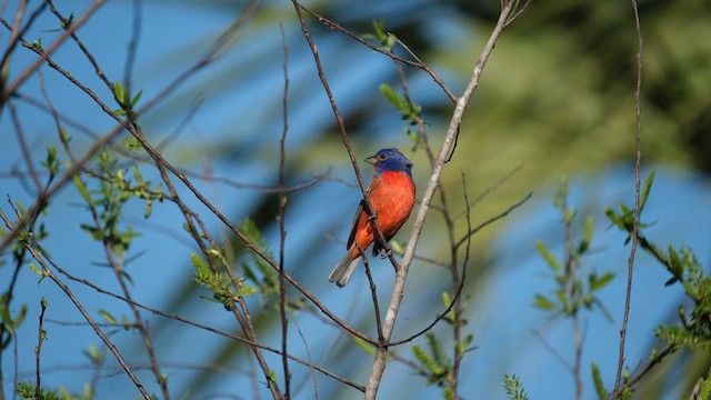Azulillo Sietecolores - ML647390835