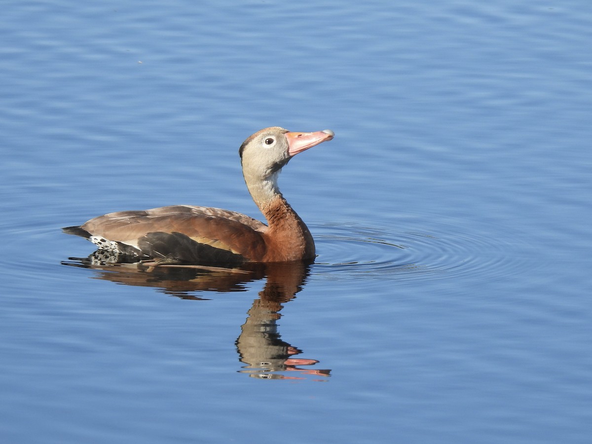 Black-bellied Whistling-Duck - ML647390842