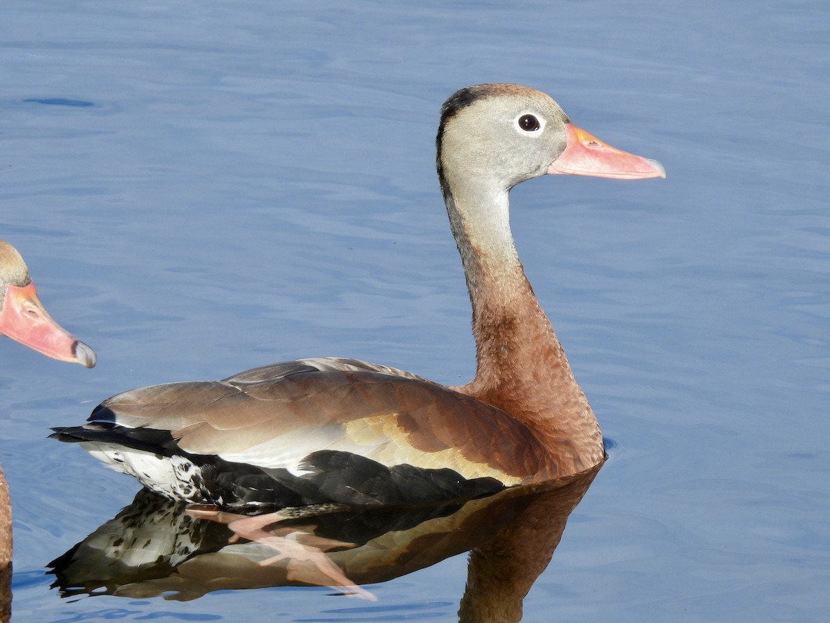 Black-bellied Whistling-Duck - ML647390843