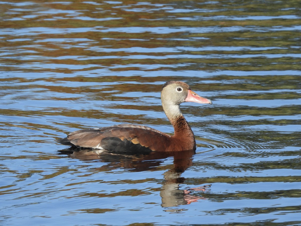 Black-bellied Whistling-Duck - ML647390844