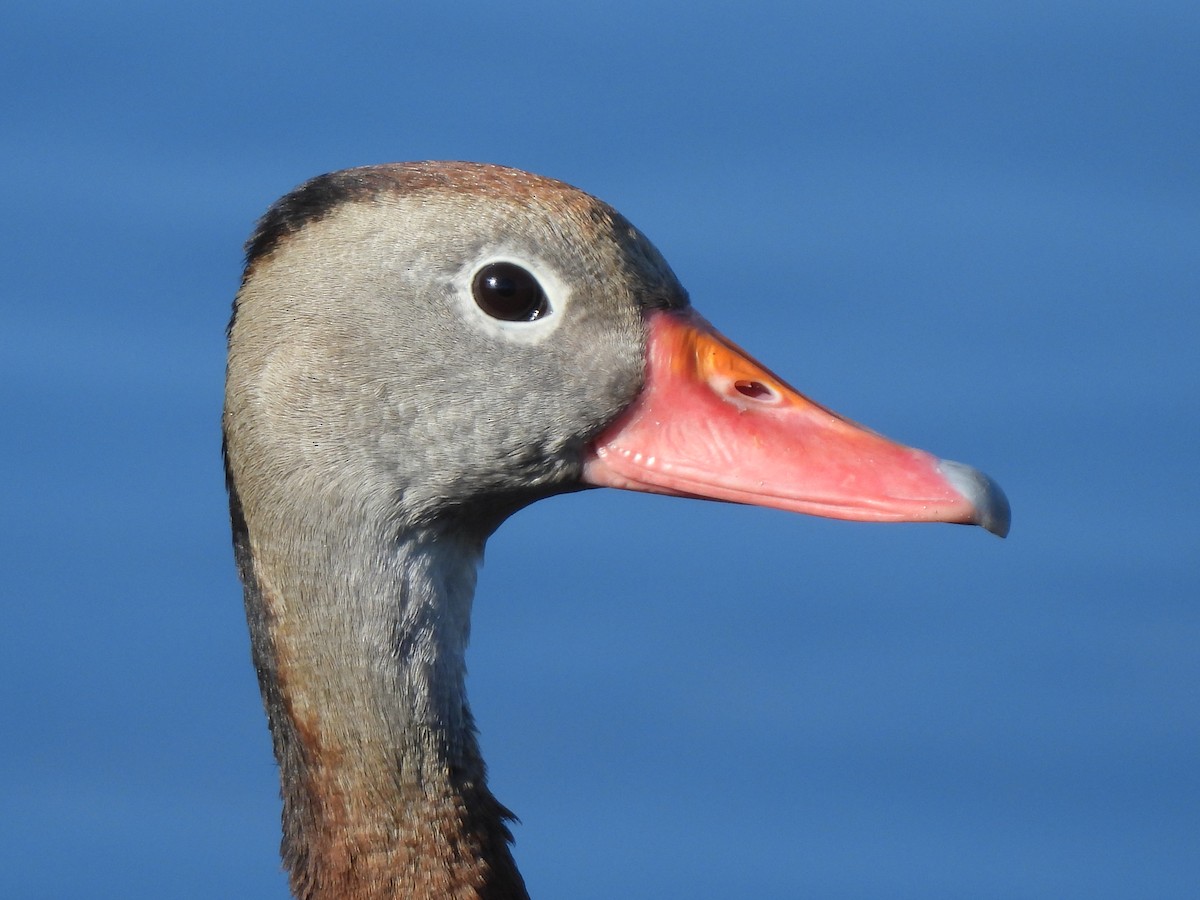 Black-bellied Whistling-Duck - ML647390845