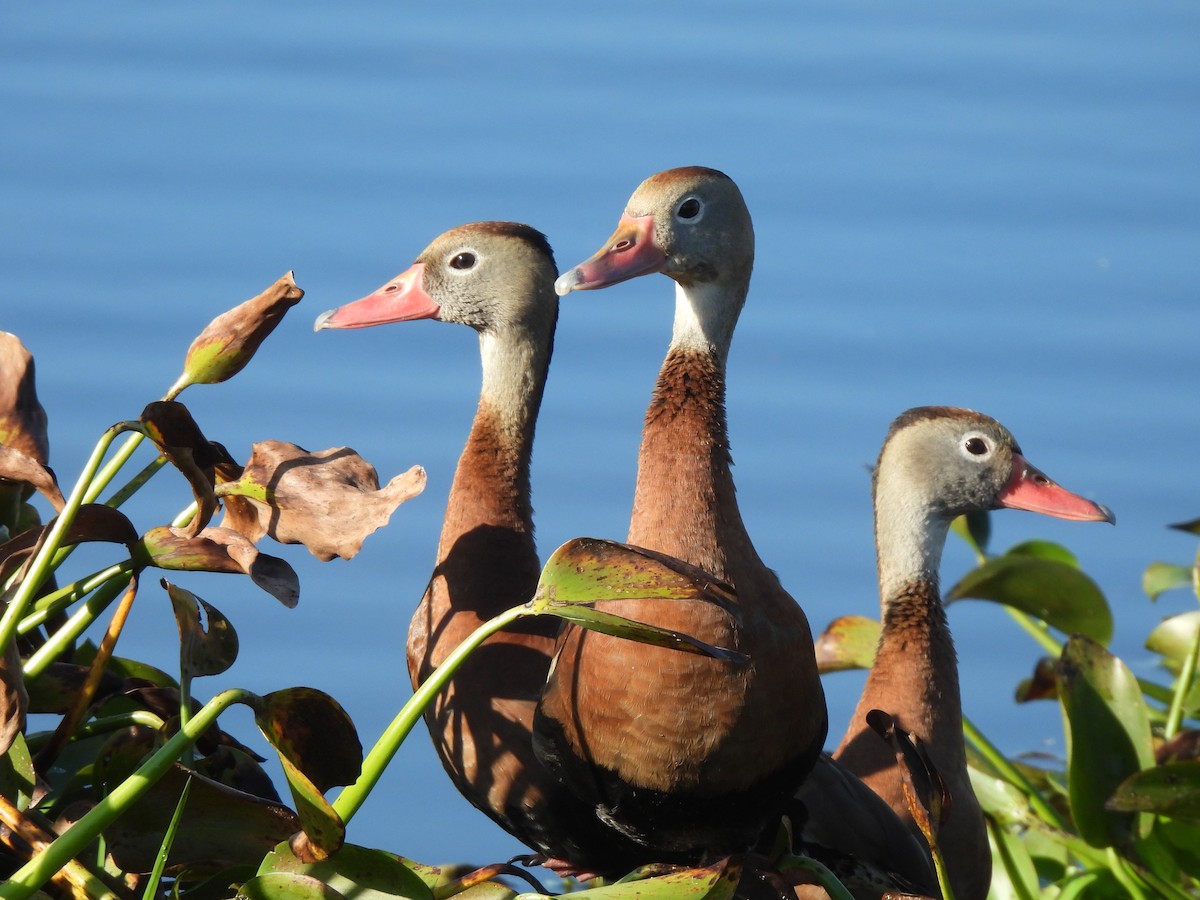 Black-bellied Whistling-Duck - ML647390846