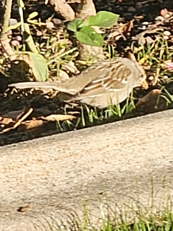 Певчая овсянка - ML647390851