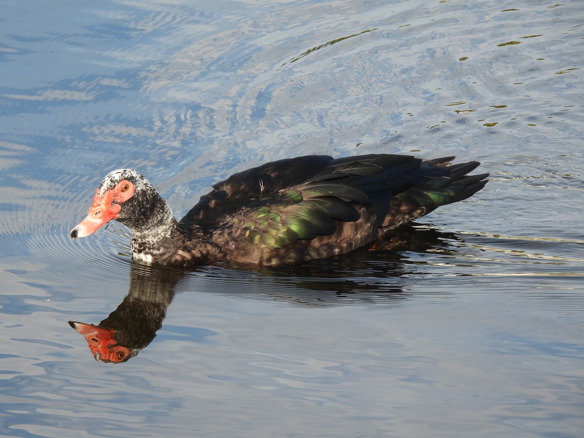 Muscovy Duck (Domestic type) - ML647390855