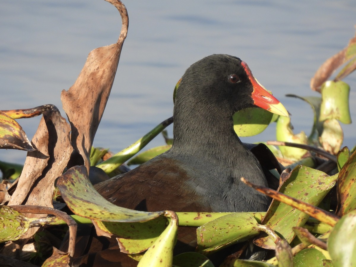 Common Gallinule - ML647390868