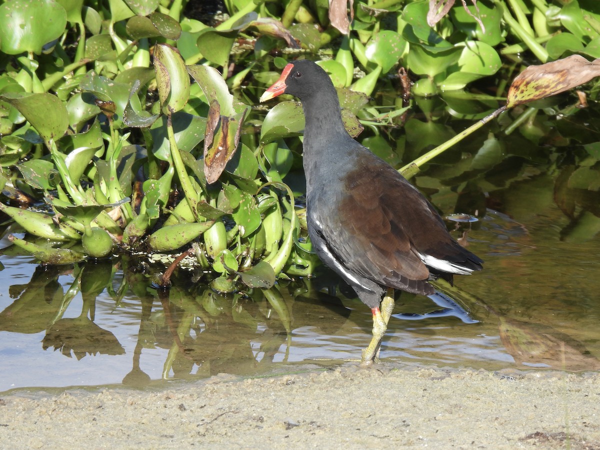 Common Gallinule - ML647390869