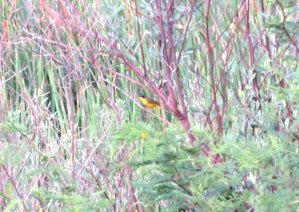 Southern Yellowthroat - ML647390885