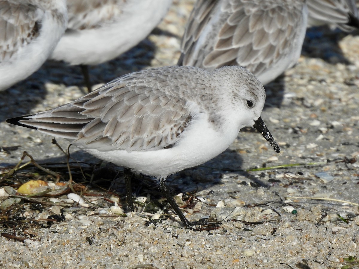 Txirri zuria - ML647390894