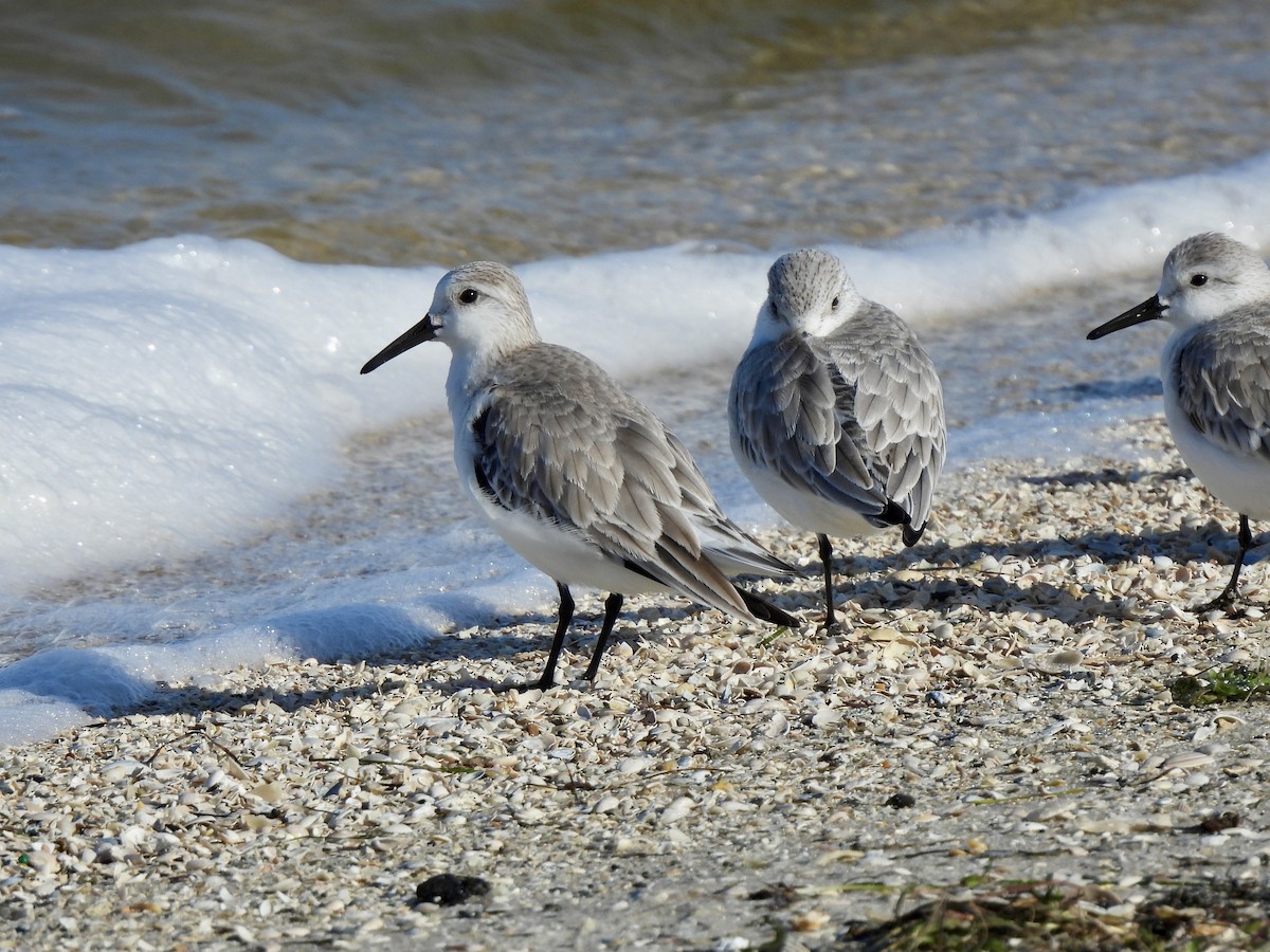 Txirri zuria - ML647390895