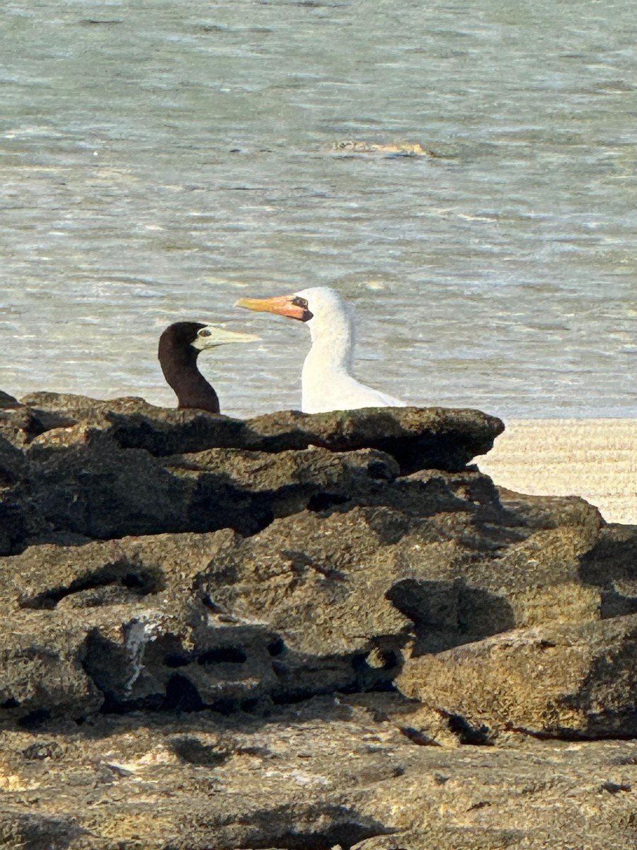 ナスカカツオドリ - ML647390904