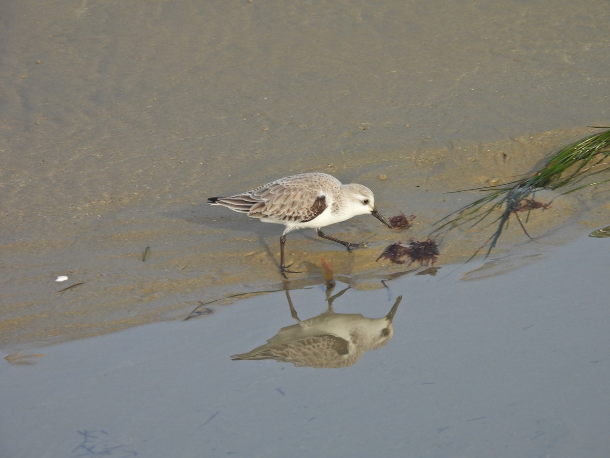 Txirri zuria - ML647390906